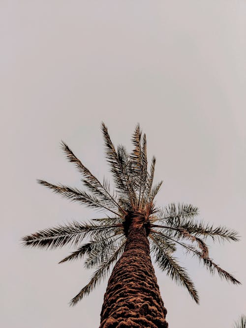 Free Low Angle Shot of a Palm Tree Stock Photo