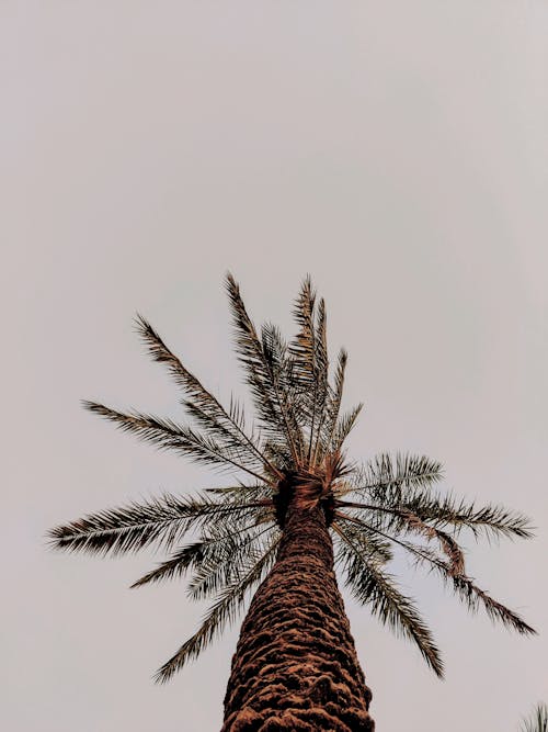 Foto stok gratis bidikan sudut sempit, langit suram, pohon palem