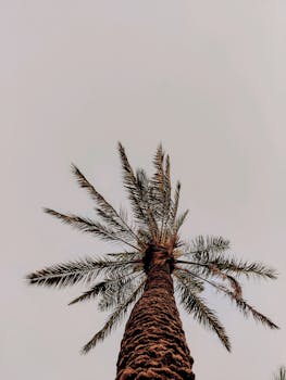 Low angle shot of a majestic palm tree stretching towards the sky, emphasizing its height and grandeur.