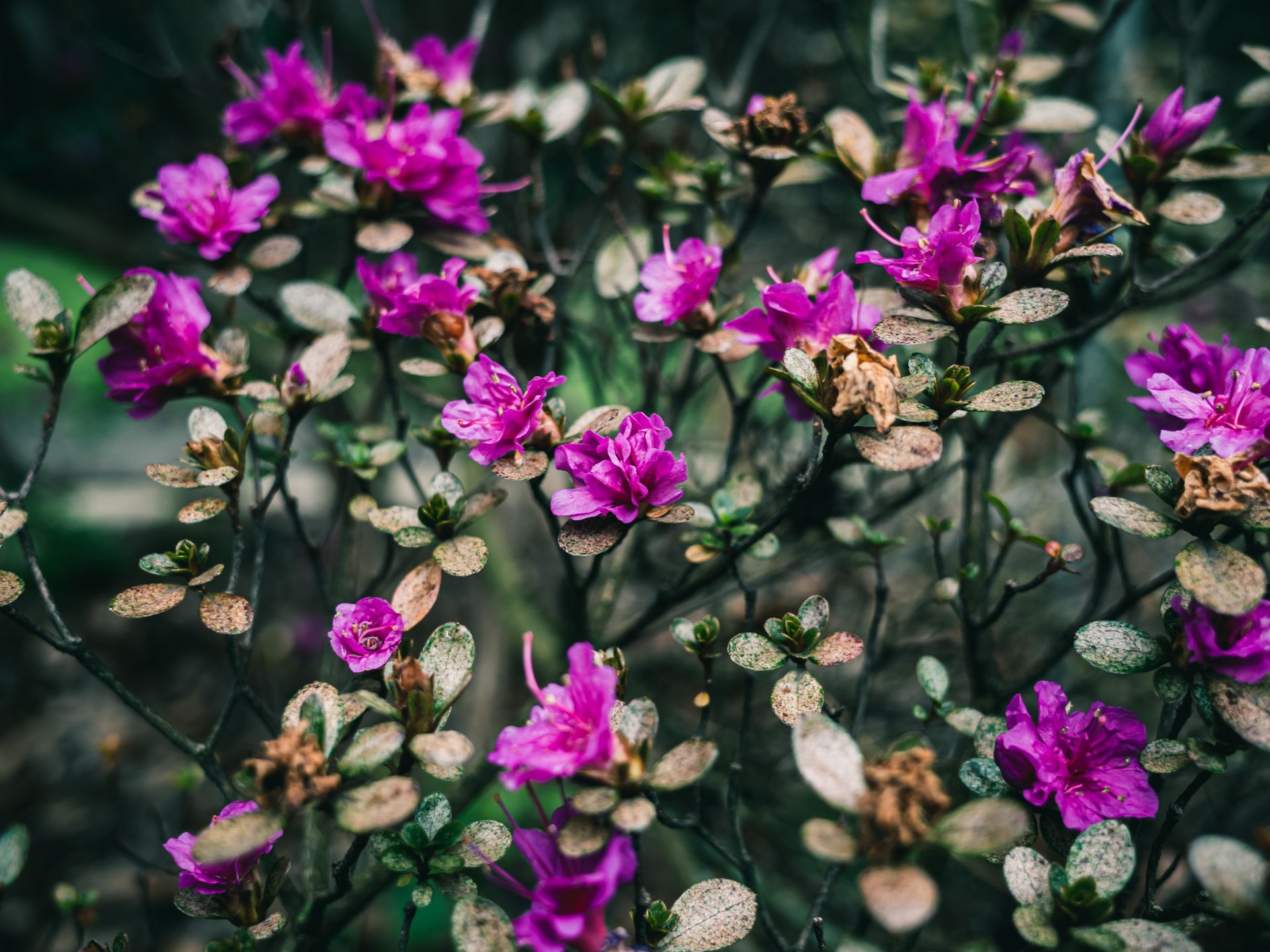 Beautiful rhododendron flowers blooming with vibrant purple petals, surrounded by lush green leaves.