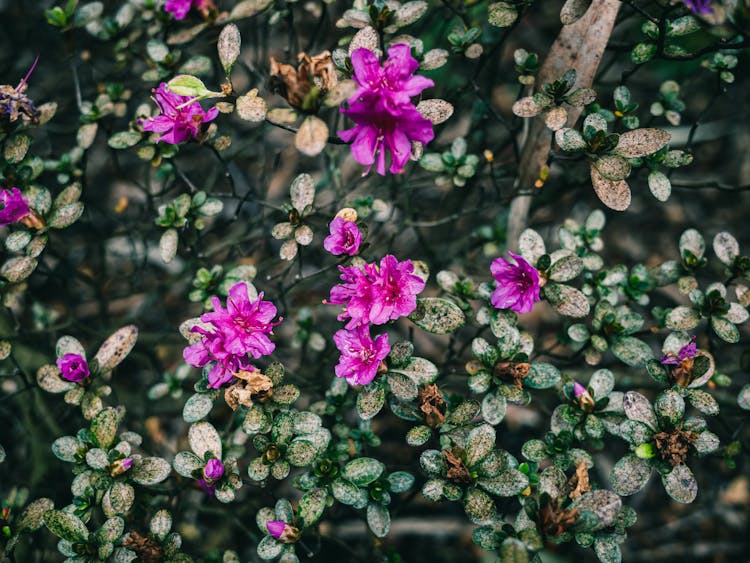 Rhododendron Flowers