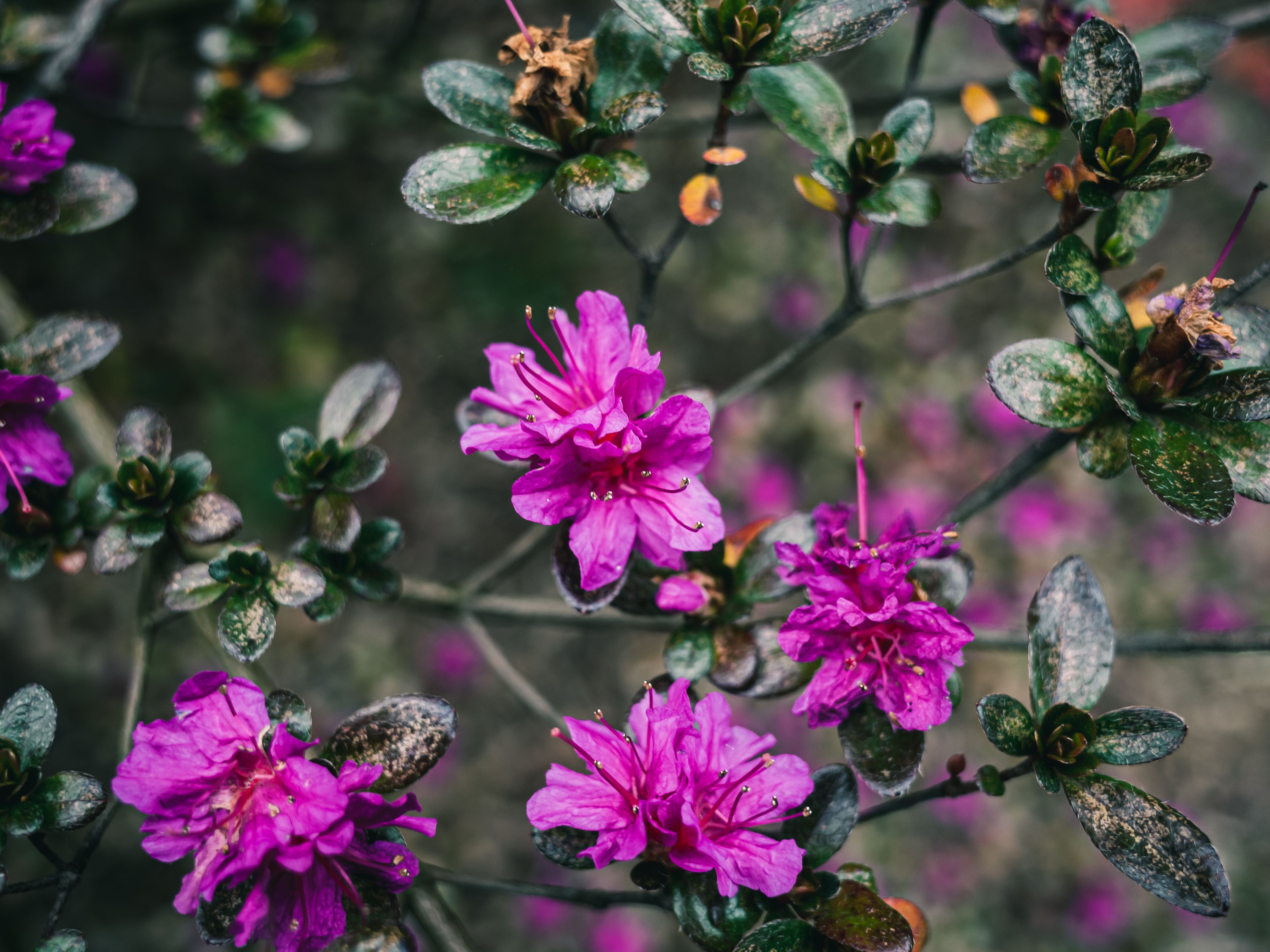 Close-Up Shot of Blooming Purple Flowers · Free Stock Photo
