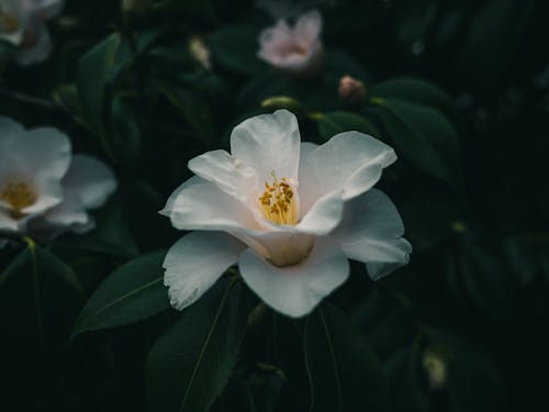 增長, 日本山茶, 植物群 的 免费素材图片