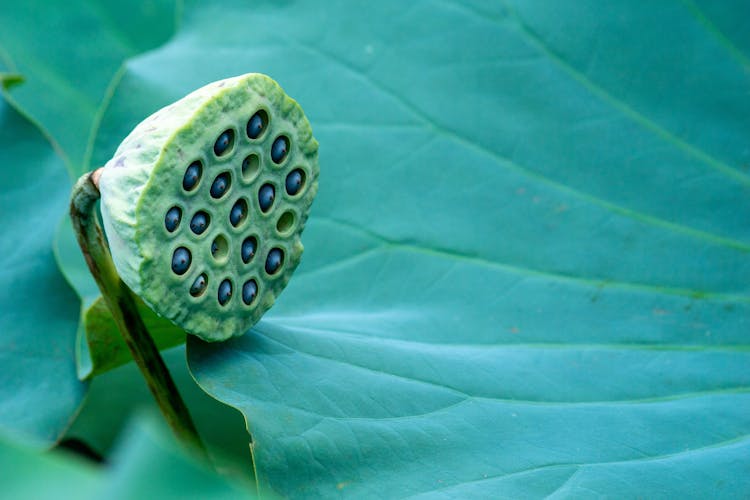 Close-up Of Lotus Seed Pod