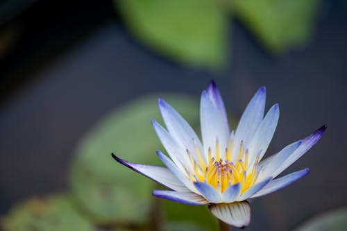 Kostenloses Stock Foto zu blume, flora, heiliger lotus
