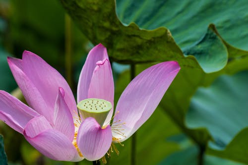 Close-up of an Indian Lotus Flower