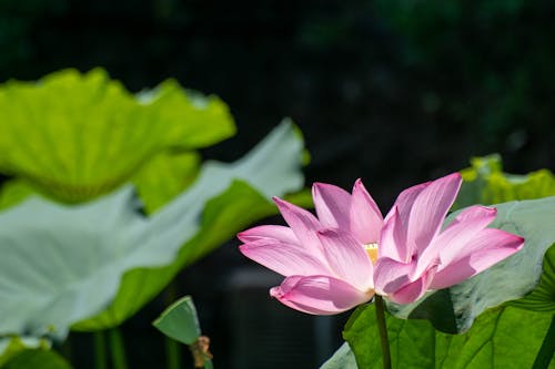 Kostnadsfri bild av blomning, flora, helig lotus