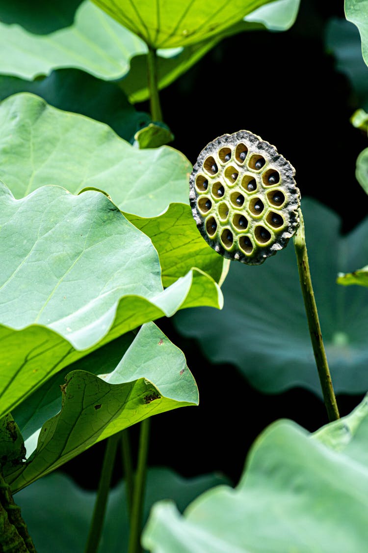 Close Up Photo Of Lotus Seed Pods 