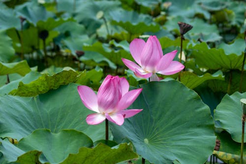 Indian Lotus Flowers