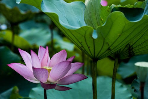 Lotus Blooming among Leaves