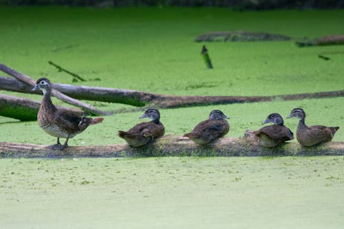 Fotos de stock gratuitas de estanque, fauna, fotografía de animales