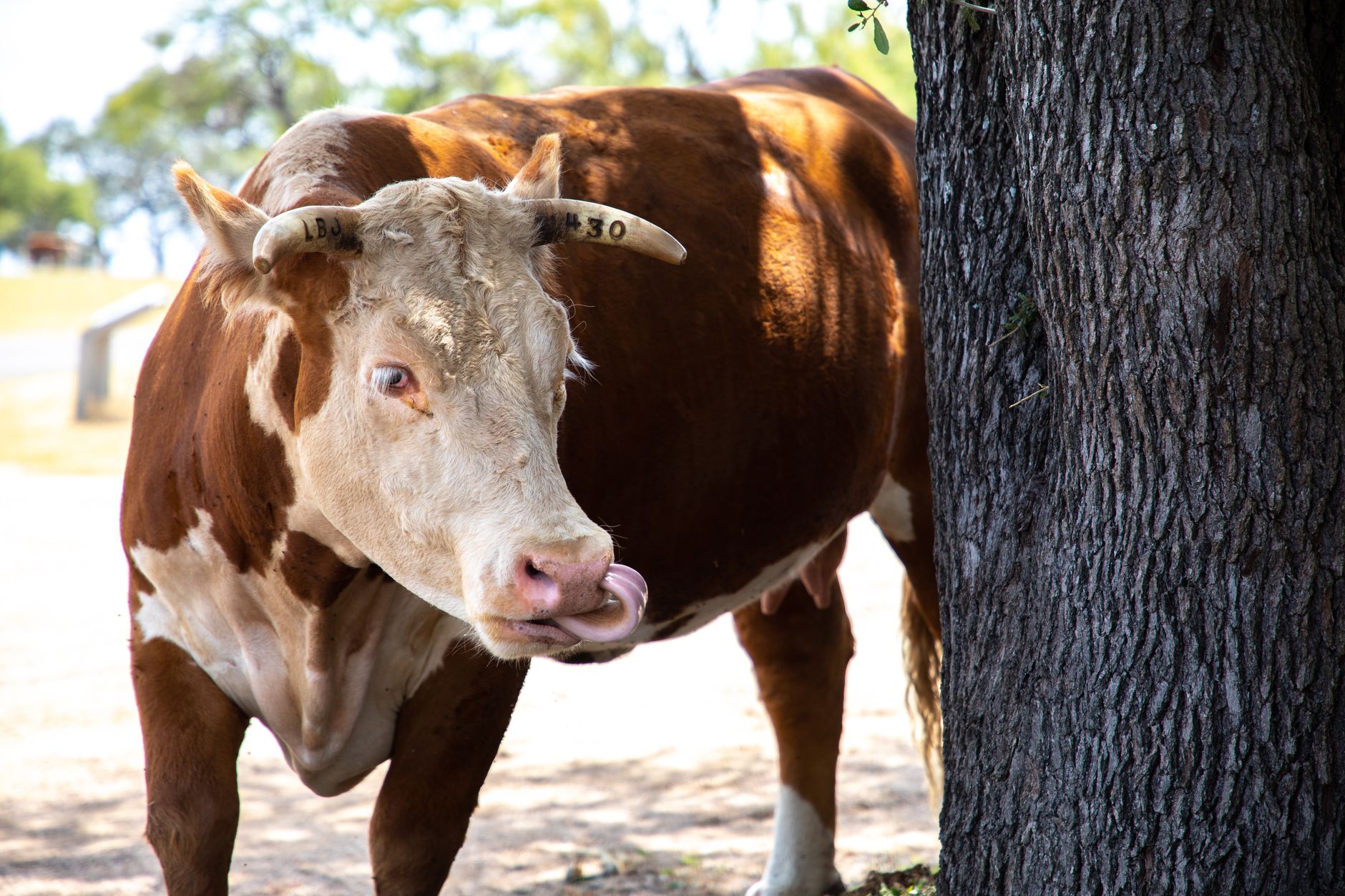 Salt Spring Boonslick What is a natural salt lick? - The Institute for Environmental Research ...