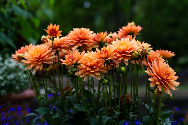 Close-up Of Flowers 