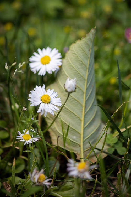 Close-Up Shot of Blooming Common Daisies on the Grass