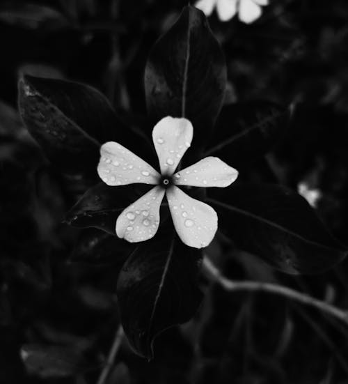 Free Grayscale Photo of 5 Petaled Flower Stock Photo