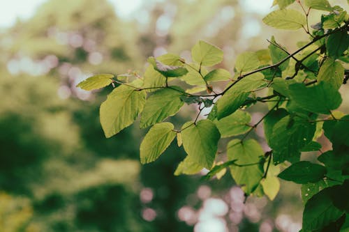 Безкоштовне стокове фото на тему «відділення, дерево, зелене листя»