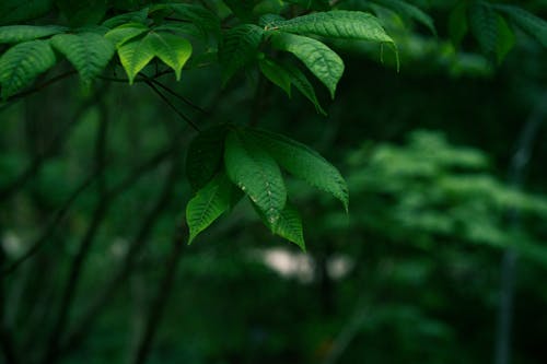 Close-up of Green Leaves in the Forest