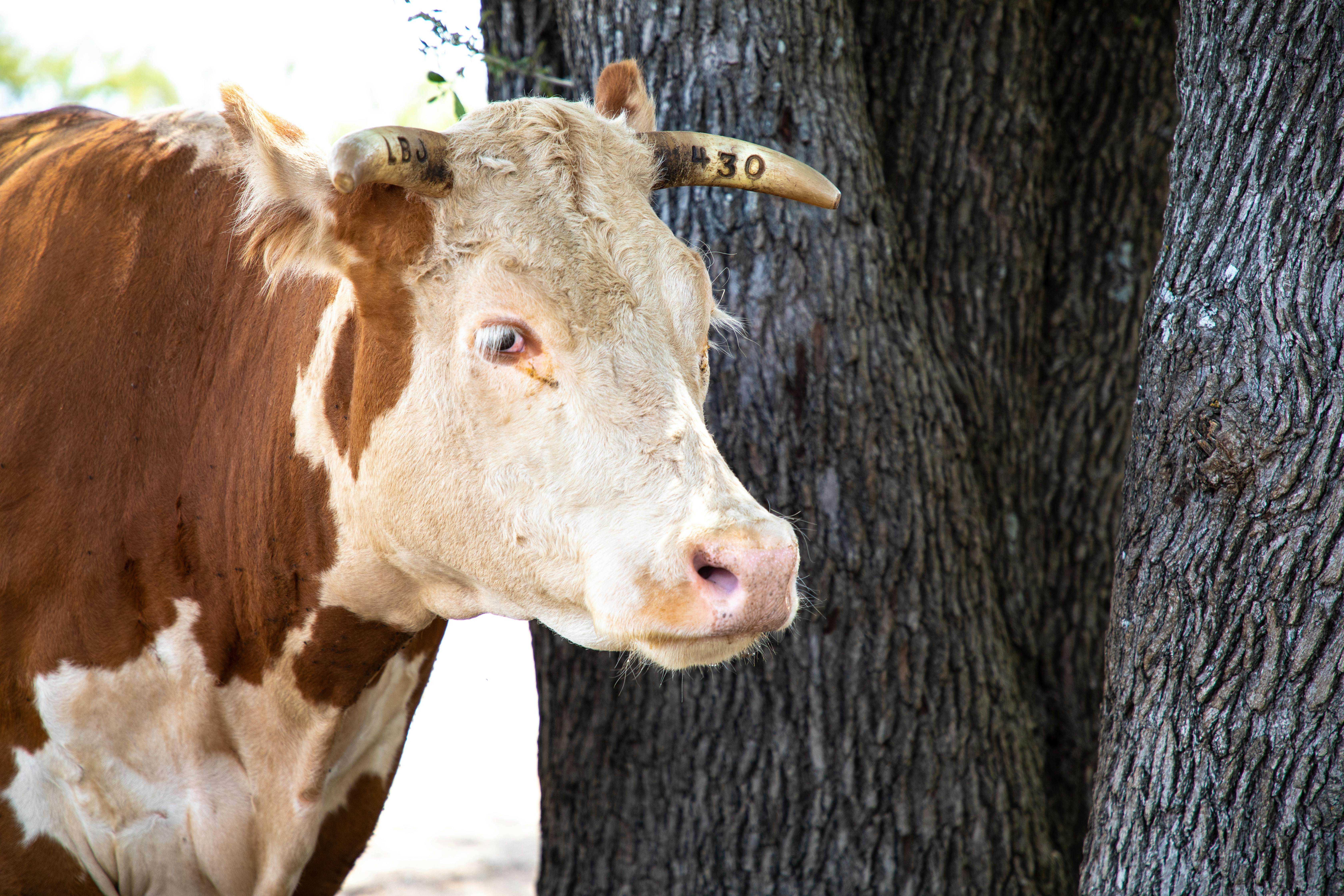 grátis Foto profissional grátis de agrário, agricultura, animais selvagens Foto profissional