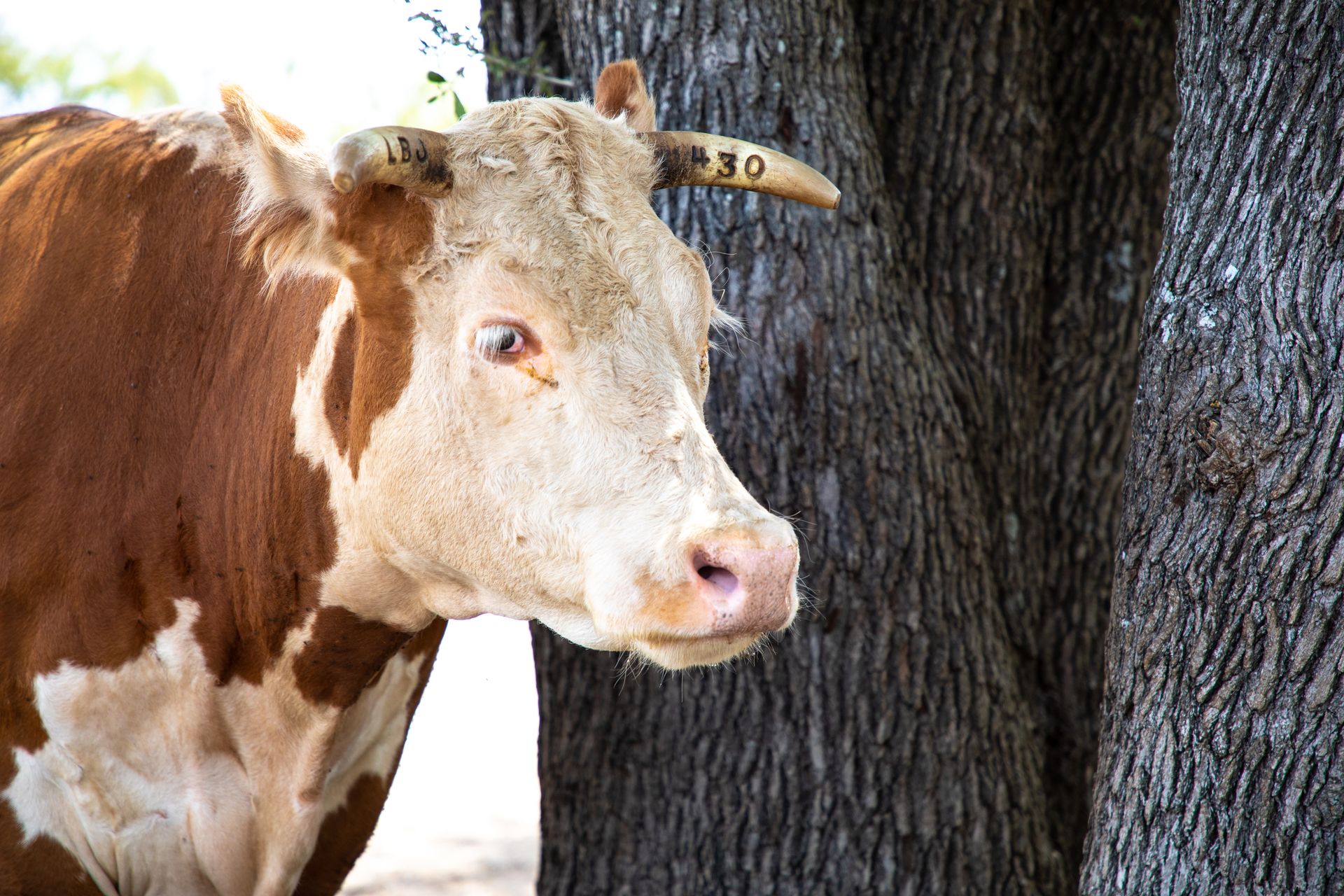 Texas Panhandle cattle ranch — Amarillo TX beef economy frame for two-headed economy story