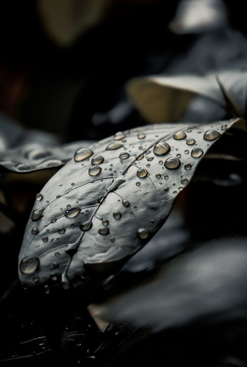 Free A close-up of a leaf with dewdrops creating a fresh, natural feel. Stock Photo