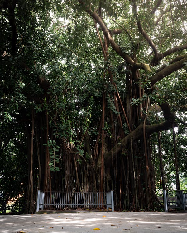 shade tree · Free Stock Photo