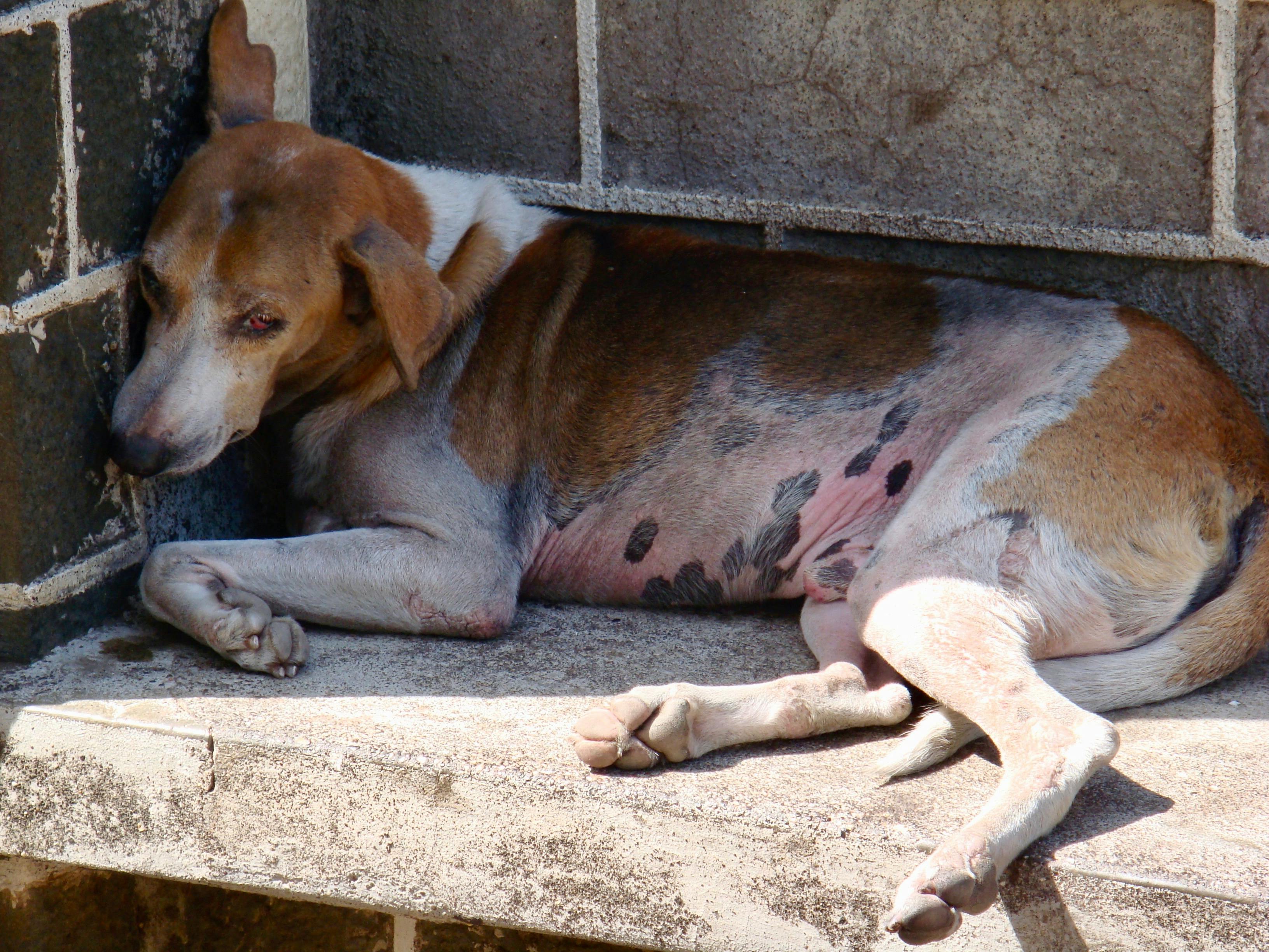 Free stock photo of #dog, animal photography, poverty