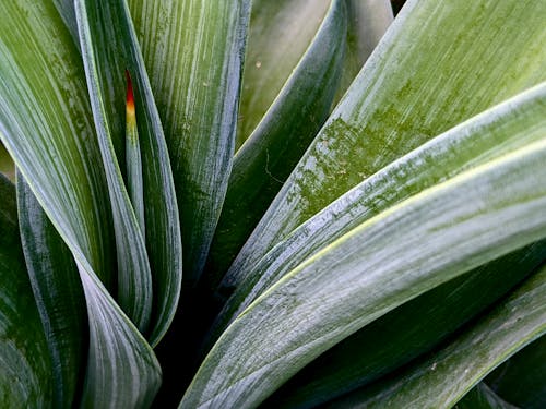 Foto profissional grátis de agave, fechar-se, folhas verdes