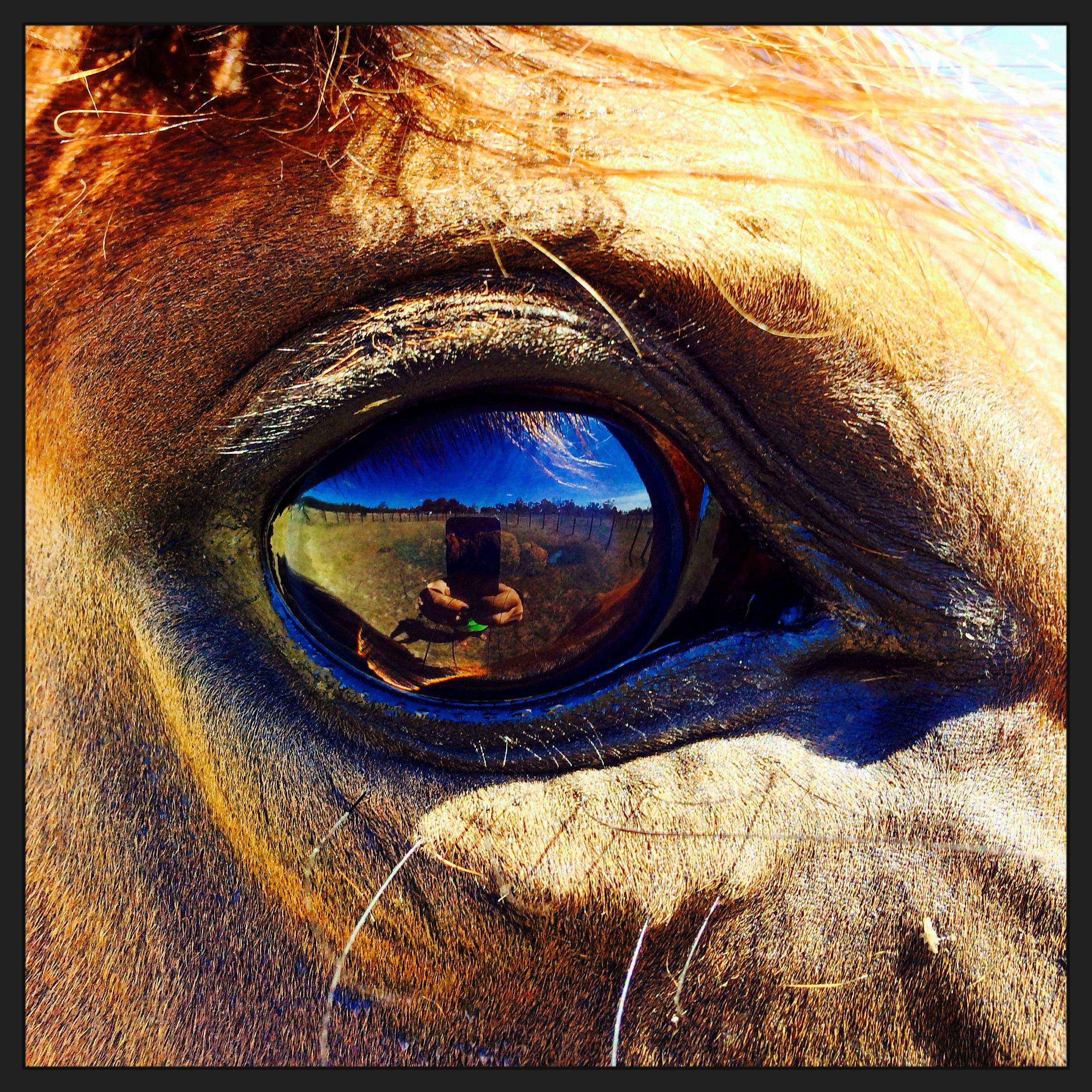 Free stock photo of animal portrait, big eyes, horse