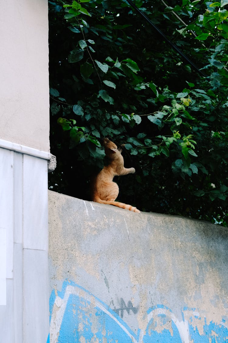 Photo Of A Cat Standing On A Wall