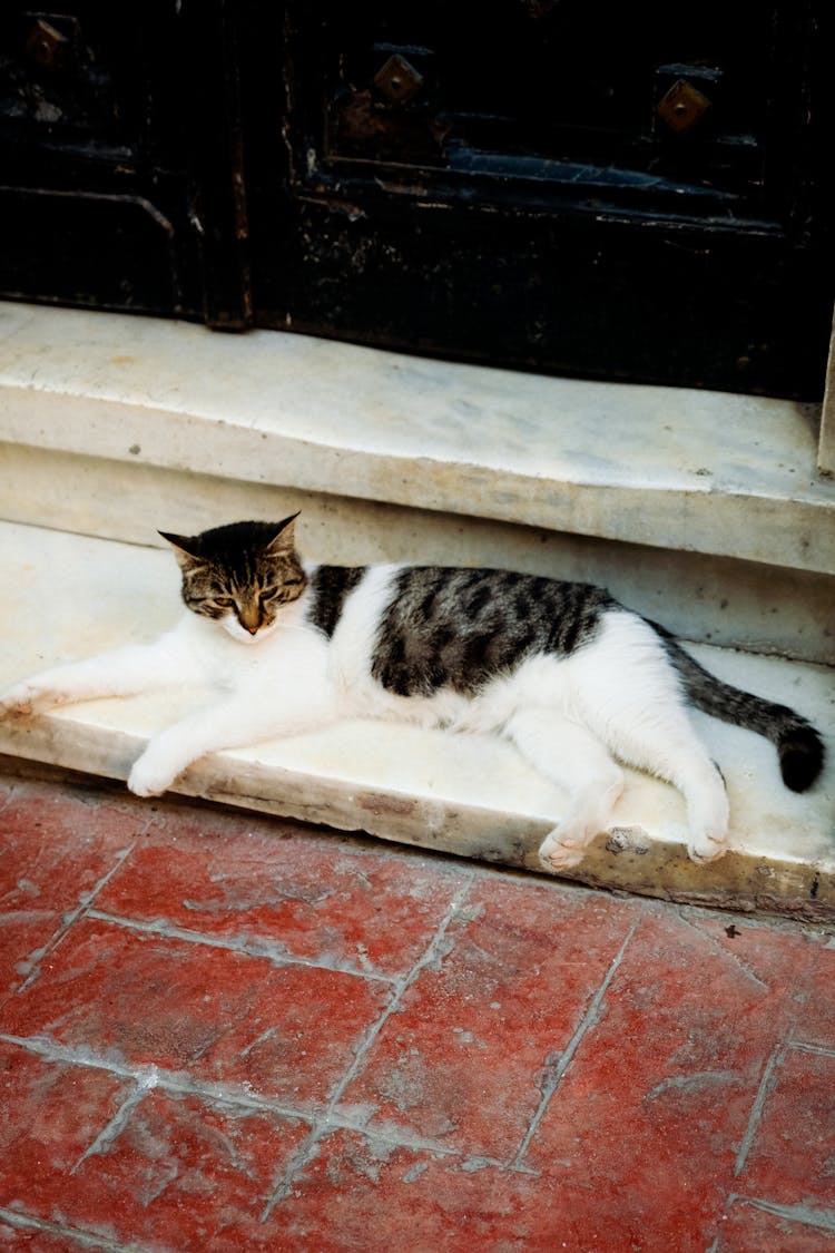 A Cat Lying On The Floor