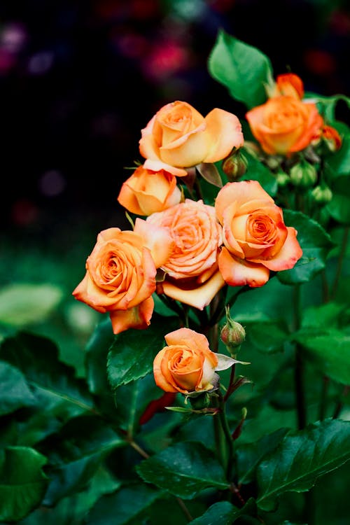 Free Orange Roses Stock Photo