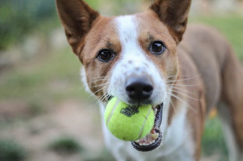 Free stock photo of ball, basenji, cattle dog