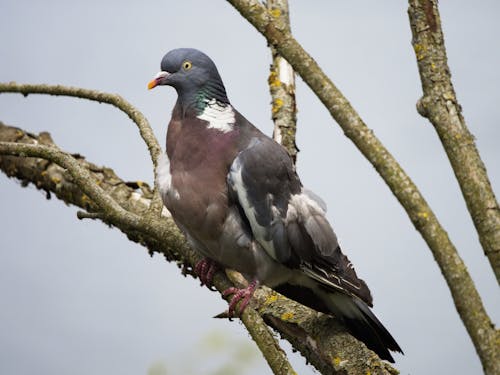 Foto d'estoc gratuïta de au, aviari, branca d'arbre