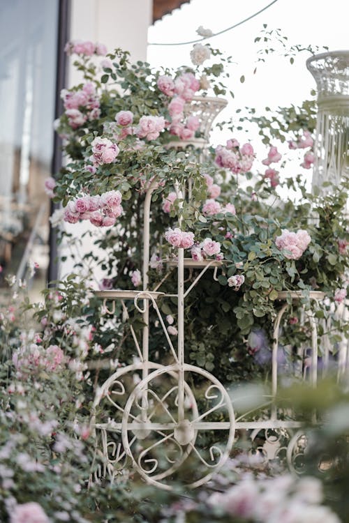 Gratis lagerfoto af æstetisk, blomstrende, busk