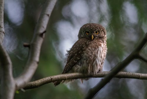 Mountain Pygmy Owl Perching on a Branch