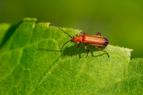 An Insect on a Leaf