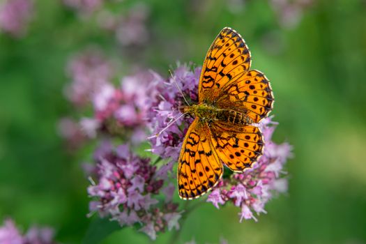 Brown and Black Butterfly on Pink Flower