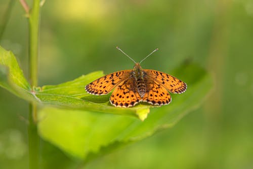 Butterfly on Green Leaf