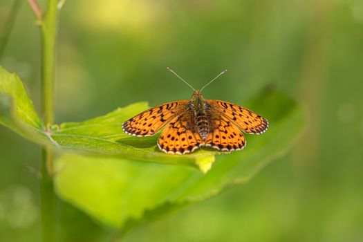 Brown and Black Butterfly on Green Leaf