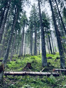 Serene view of a dense evergreen forest in Zakopane during a peaceful day.