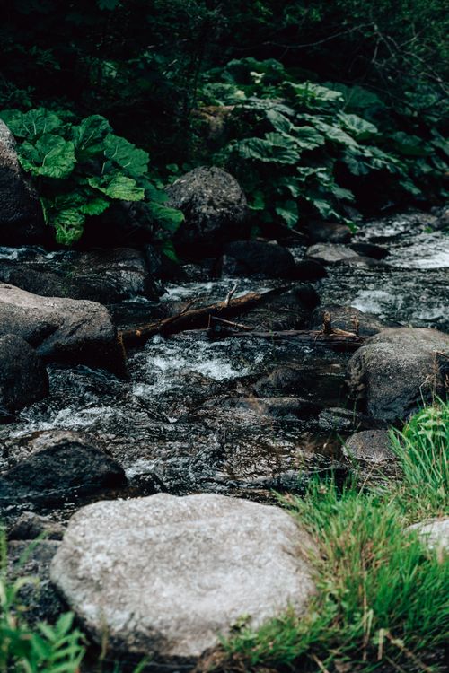 Free A tranquil forest stream flowing over rocks, surrounded by lush greenery. Stock Photo
