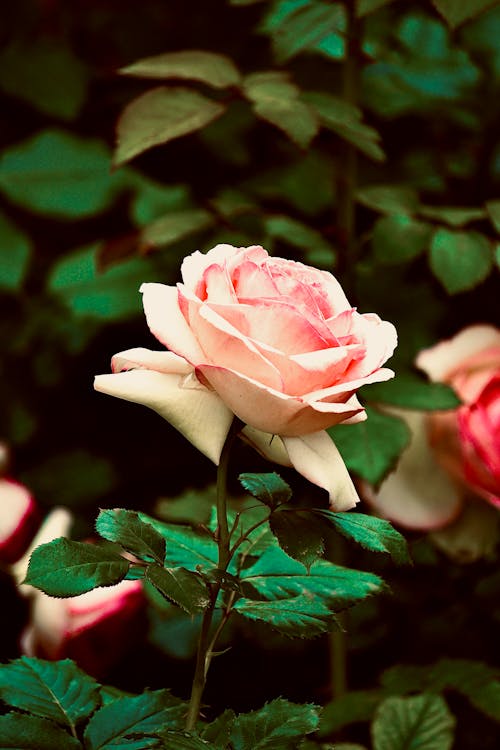 Close up of a Rose
