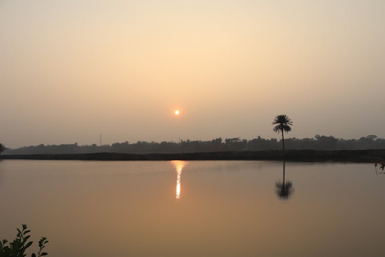 Photo Of A Tree Palm, Water And Sun Reflection On The Water