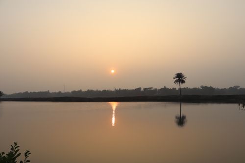 Free Beautiful sunset reflection over a calm lake with silhouetted palm in Bangladesh. Stock Photo