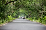 夏天，乡村道路两旁的绿树郁郁葱葱，拱起成荫，车辆穿行其间