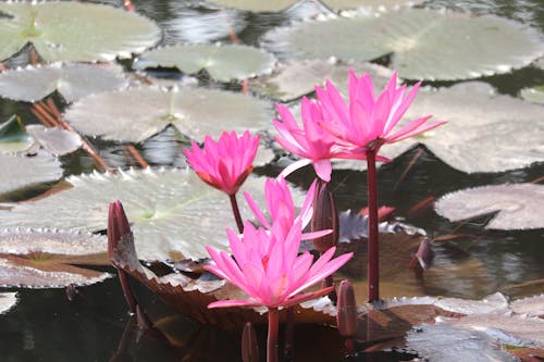 Бесплатное стоковое фото с nelumbo nucifera, водное растение, лотос