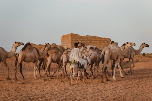 Kostenlos Kostenloses Stock Foto zu arabian kamel, beduine, gruppe Stock-Foto