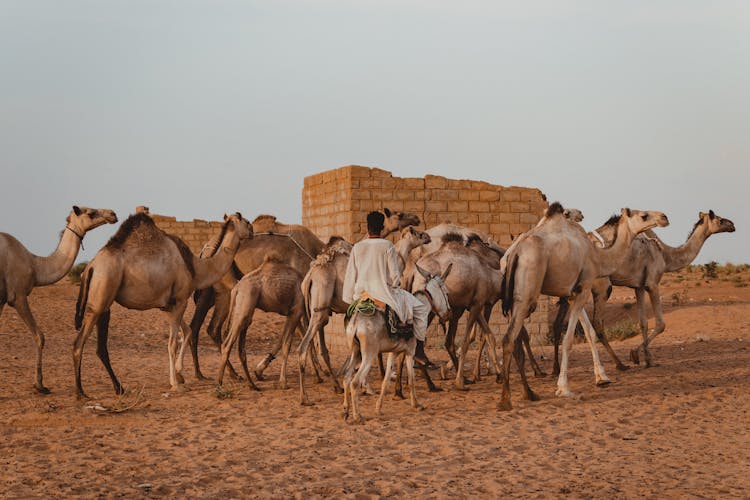 A Person Riding A Camel Beside Donkeys