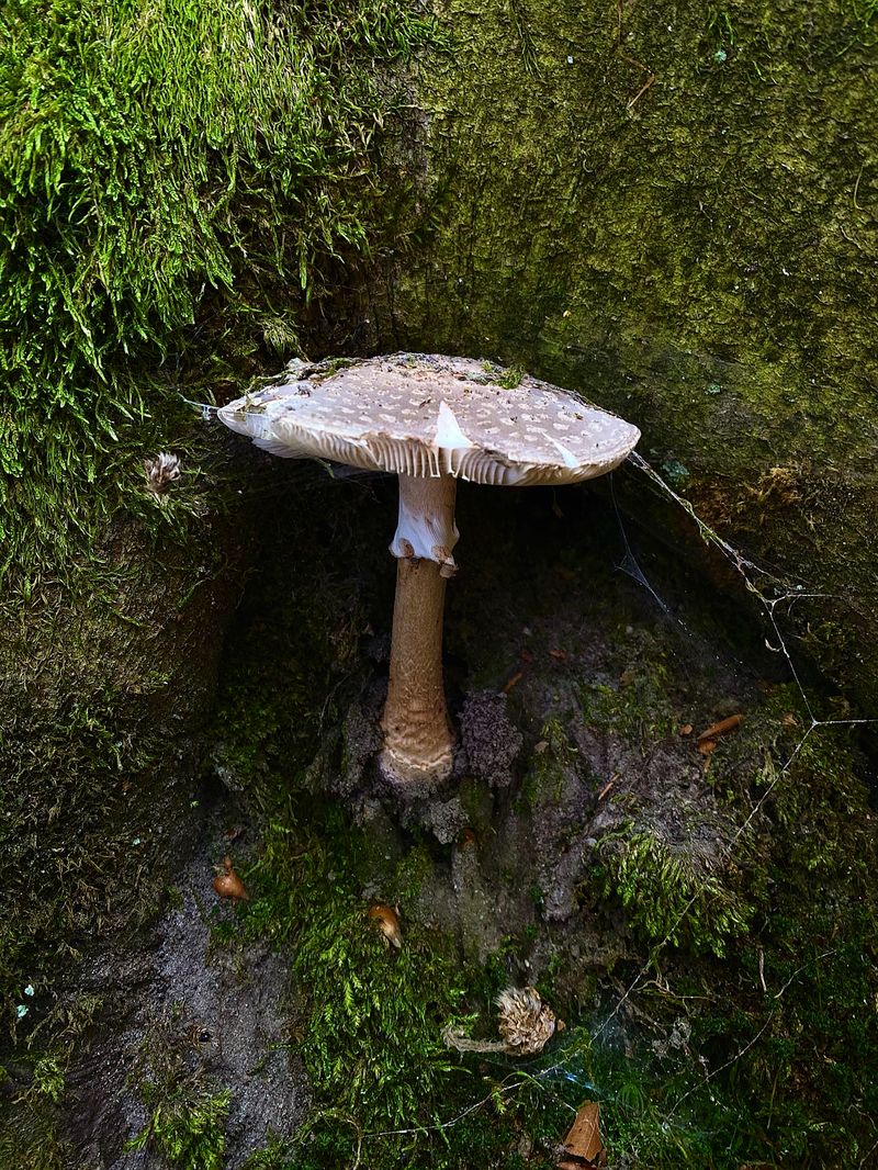 Perlpilz erkennen – Amanita rubescens mit braunrotem Hut und weißen Warzen im Nadelwald