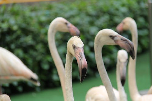 Gratis lagerfoto af fuglfotografi, næb, større flamingo